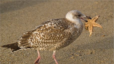 Möwe mit Seestern